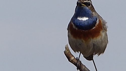 Blauwborst-in-de-Peel-Hans-Melters