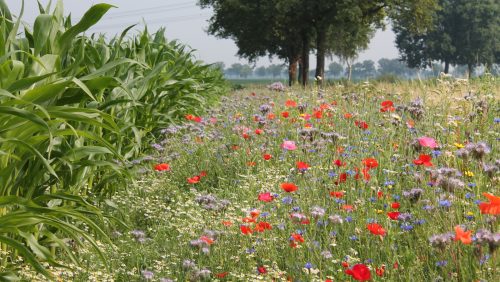 Bloemrijke-akkerranden-in-Nederweert