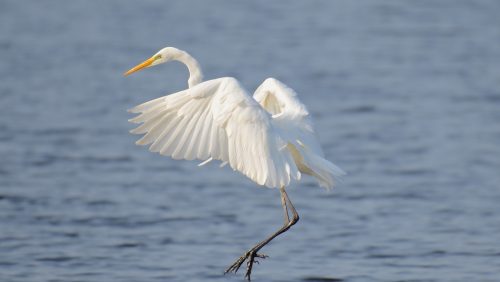 Boek-Geniet-van-De-Groote-Peel-in-vogelvlucht-foto-Hans-Smulders