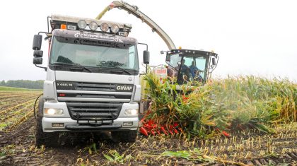 Boeren-oogsten-mais-Nederweert-1