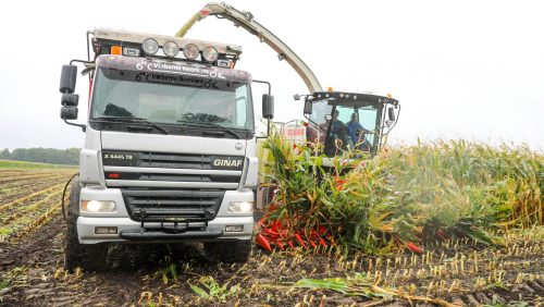 Boeren-oogsten-mais-Nederweert-1