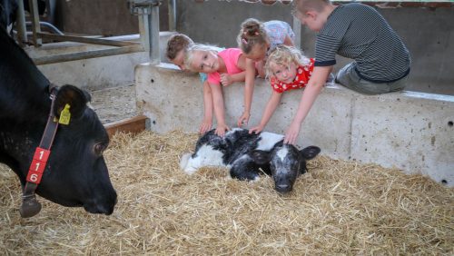 Boeren-van-Nederweert-DAG-2018-Nederweert-Harold-Kuepers-18