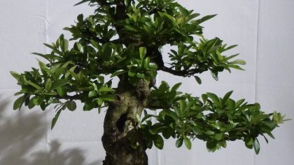 Bonsai-tentoonstelling-Natuur-en-Milieucentrum-De-IJzeren-Man-