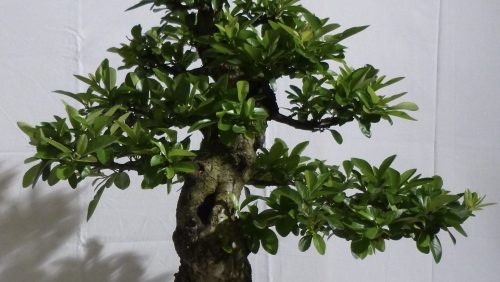 Bonsai-tentoonstelling-Natuur-en-Milieucentrum-De-IJzeren-Man-