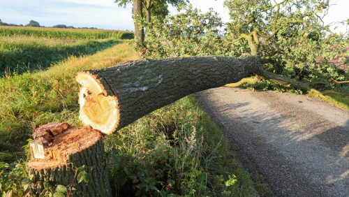 Boom-omgezaagd-op-de-Molswingelsdwarsdijk-in-Nederweert-4