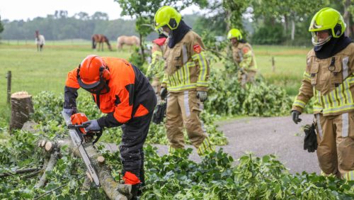 Boom-op-weg-Kapelstraat-Stramproy-3