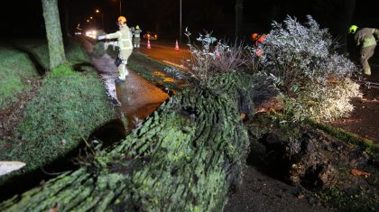 Boom-op-weg-N280-Kelpen-Oler-3