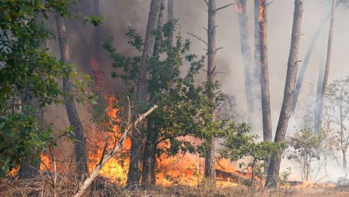 Bosbrand-Beversdijk-Weert-2