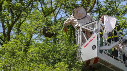 Brandweer-haalt-bijennest-uit-boom-Joost-van-den-Vondelstraat-Weert-Nederweert24-4