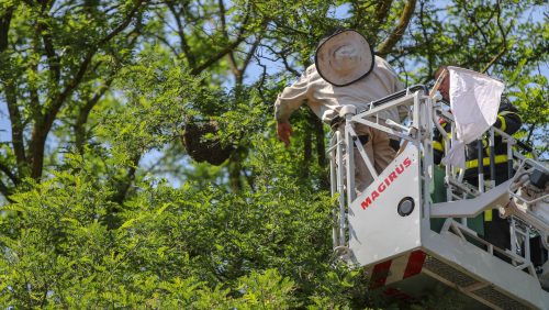 Brandweer-haalt-bijennest-uit-boom-Joost-van-den-Vondelstraat-Weert-Nederweert24-4