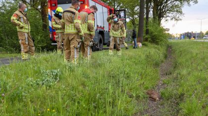 Brandweer-haalt-ree-uit-sloot-Nederweert-1