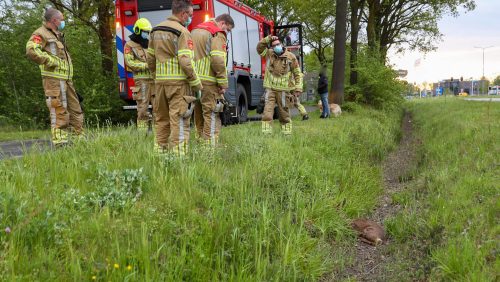 Brandweer-haalt-ree-uit-sloot-Nederweert-1