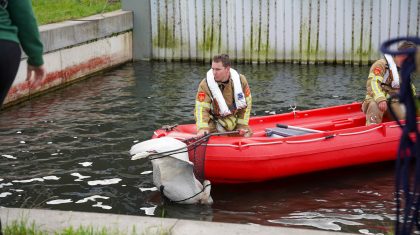 Brandweer red zwaan uit water op Kampershoek 2.0 in Weert-22