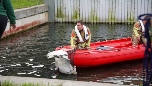 Brandweer red zwaan uit water op Kampershoek 2.0 in Weert-22