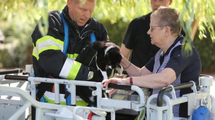 Brandweer-redt-kat-uit-boom-bij-De-Klimop008