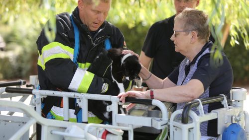 Brandweer-redt-kat-uit-boom-bij-De-Klimop008