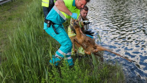 Brandweer-redt-ree-uit-kanaal-Zuid-willemsvaart-Weert-2