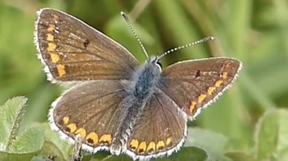 Bruinblauwtje-Vlinderrubriek-met-Hans-Melters