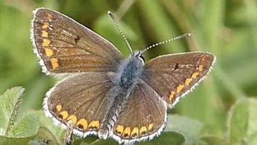 Bruinblauwtje-Vlinderrubriek-met-Hans-Melters