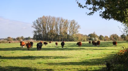 Buitengebied-natuur-Nederweert-1