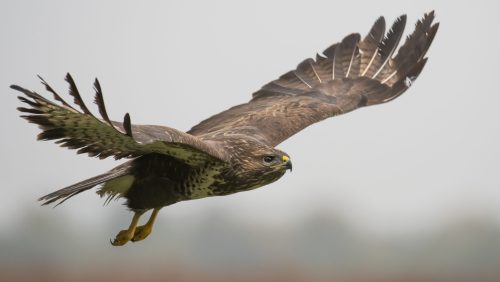 Common buzzard (Buteo buteo)