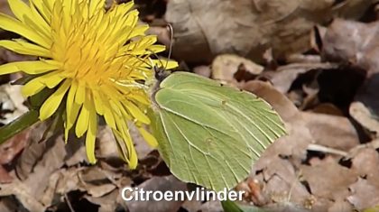 Citroenvlinder-Hans-Melters