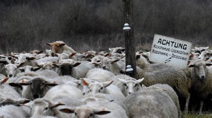 De-850-schapen-die-Bolle-Jan-in-het-mo-eras´-liet-verdwijnen