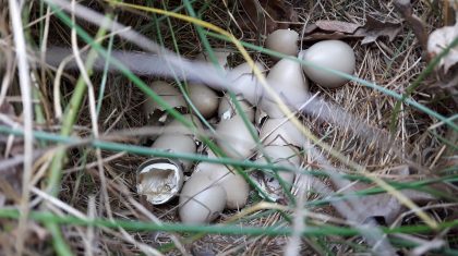 De-eerste-patrijzenkuikens-lopen-weer-rond-in-Ospel