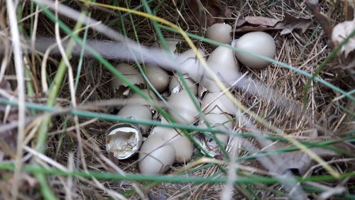 De-eerste-patrijzenkuikens-lopen-weer-rond-in-Ospel