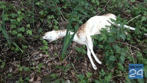 Dode-Alpaca-gevonden-in-Ospel