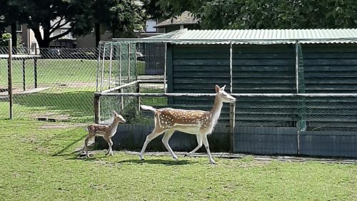 Drie-hertjes-geboren-in-dierentuintje-Nederweert1