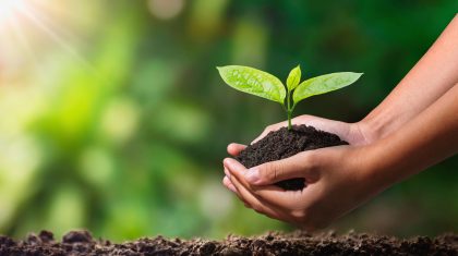 hand holding young plant with sunlight. concept eco earth day