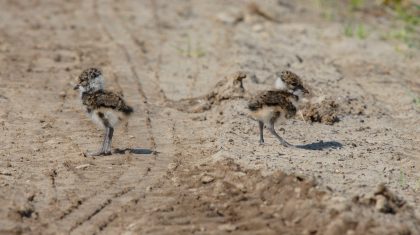 Eerste-kievitkuikens-kruipen-uit-het-ei-Nederweert-2018