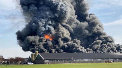 Enorme-brand-in-drie-kippenstallen-Heythuysen-3