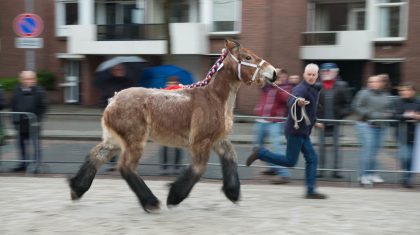 Fokpaardendag-2017-Weert-15