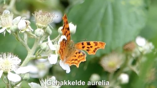 Gehakkelde-Aurelia-Vlinderrubriek-Hans-Melters