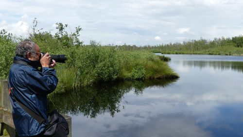 Genieten-van-grijs-en-groen-in-De-Groote-Peel