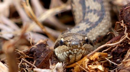 Gladde-Slang-Staatsbosbeheer