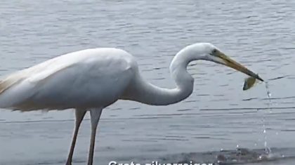 Grote-Zilverreiger