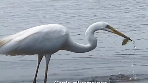 Grote-Zilverreiger