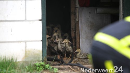 Brand in stal met eenden Stramproy