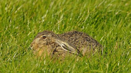 Haas_Henk-Heijligers_0611