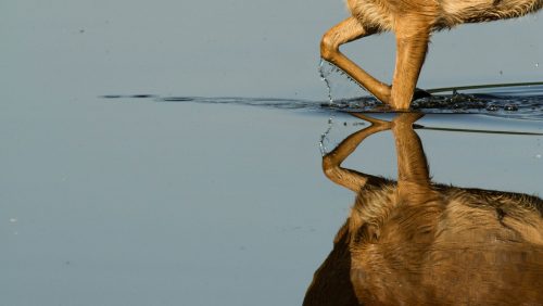 Hert-weerspiegeling-in-water-Rolf-van-der-Veght