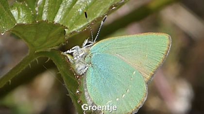 Het-groentje-Vlinderrubriek-met-Hans-Melters