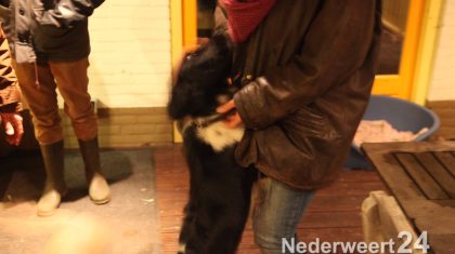 Hond onder de grond in bos Banendijk Nederweert Eind