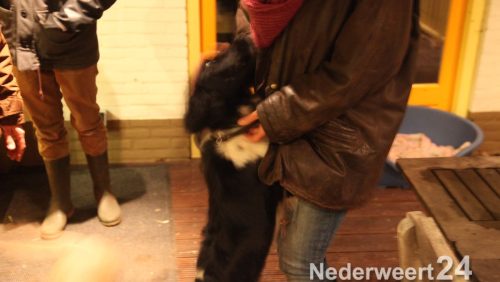 Hond onder de grond in bos Banendijk Nederweert Eind