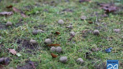 Hondenbrokken Park Budschop Rochuspark