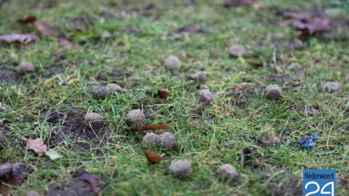 Hondenbrokken Park Budschop Rochuspark