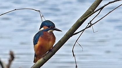 IJsvogel-door-Hans-Melters