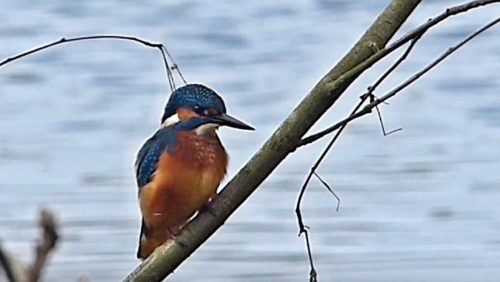 IJsvogel-door-Hans-Melters